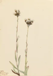 Grijze stekelvaren (Antennaria howellii)