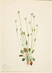 Echte zeekraal (Senecio canus)