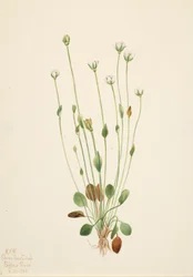 Grijze kruiskruid Senecio canus, 1920