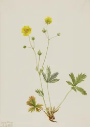 Grauwe klauwier (Potentilla glaucophylla)