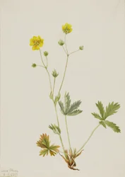 Grijsbladige Vijfvinger Potentilla glaucophylla, 1905