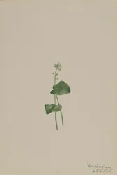 Groene Addertong Malaxis unifolia