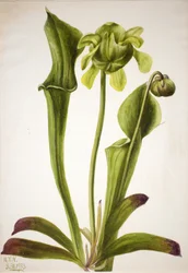 Groene Bekerplant Sarracenia orephila, 1933