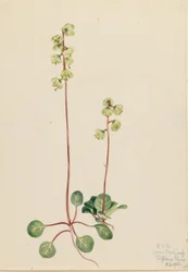 Groene Pyrola (Pyrola chlorantha)