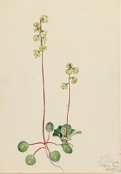 Groene Pyrola Pyrola chlorantha