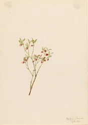 Korhoendermoerbei (Vaccinum scoparium)