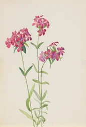 Harige Phlox (Phlox amoena)