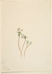 Voorjaarsbode (Erigenia bulbosa)