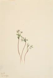 Voorbode van de Lente Erigenia bulbosa, 1920