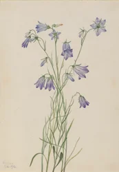 Haasklokje (Campanula rotundifolia)