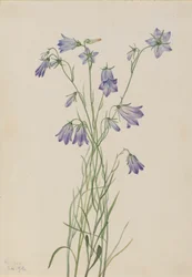 Grasklokje Campanula rotundifolia