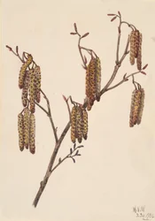 Hazelaar Alnus regosa