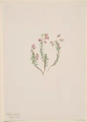 Heide (Phyllodoce intermedia)