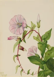 Haagwinde (Calystegia (Convolvulus) sepium)