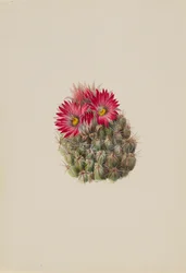 Egelcactus Coryphantha arizonica, 1933