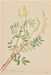 Hedysarum (Hedysarum sulphurescens)