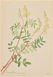 Hedysarum Hedysarum sulphurescens, 1917