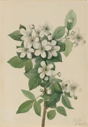 Highbush braam (Rubus argutus)