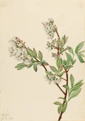 Highbush bosbes (Vaccinium corymbosum)