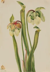 Hybride bekerplant (Sarracenia minor)