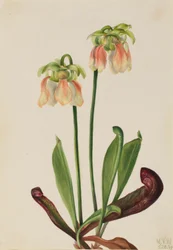 Hybride bekerplant (Sarracenia minor x psittacina)