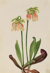 Hybride Bekerplant Sarracenia minor x psittacina, 1930