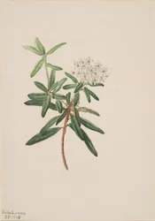 Labrador Thee Ledum groenlandicum