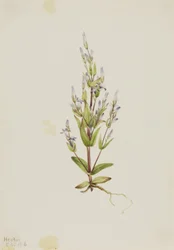 Laddergentiaan (Gentiana acuta)