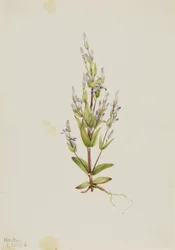 Laddergentiaan Gentiana acuta, 1916