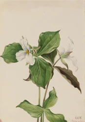 Grote witte Trillium Trillium grandiflorum