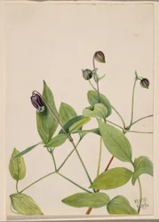 Lederbloem (Clematis viorna)
