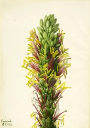 Lechuguilla Agava lechuguilla