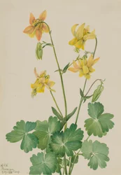 Citroengele akelei Aquilegia flavescens, 1925