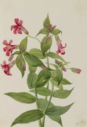 Lewis apenbloem (Mimulus lewisii)