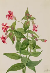 Lewis aapbloem Mimulus lewisii, 1899