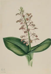Lelieblad (Liparis liliifolia)