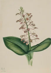 Lelie Twayblade Liparis liliifolia