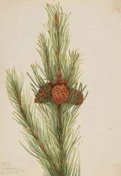 Lodgepole den (Pinus Contorta murrayana)