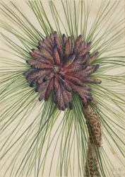 Langbladige den Pinus palustris