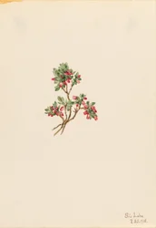 Lage vossenbes (Vaccinium caespitosum)