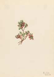 Lage Bosbes Vaccinium caespitosum, 1918