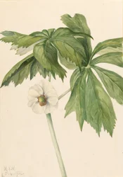 Mei-appel (Podphyllum paltatum)