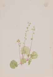 Naakte Mitella