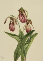 Mocassinbloem (Cypripedium acaule)