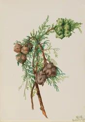 Monterey Cypress Cupressus macrocarpa, 1936