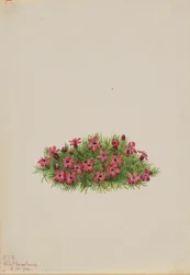 Moskioen (Silene acaulis)