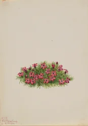 Mossteenbreek Silene acaulis, 1924