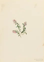 Bergveenbes Vaccinium vitisidaea minus