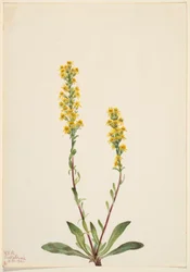 Berg guldenroede (Solidago oreophila)