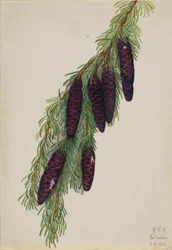 Berg Hemlock (Tsuga mertensiana)